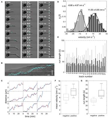 A Tug-of-War Model Explains the Saltatory Sperm Cell Movement in Arabidopsis thaliana Pollen Tubes by Kinesins With Calponin Homology Domain